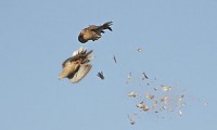 Süper Üveyik Avı 04, -Dove hunting- caza de tortuga-tortora